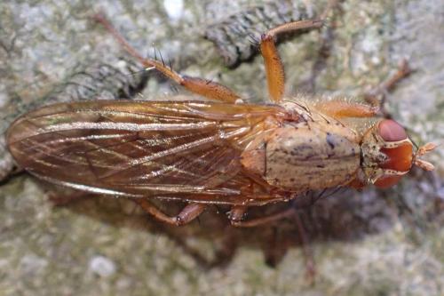 Scathophaga suilla